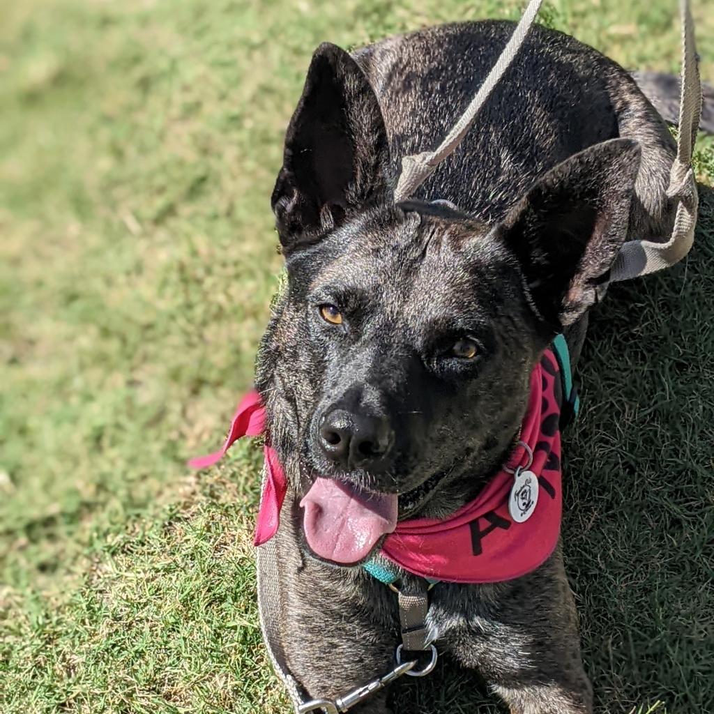 Ciara, an adoptable German Shepherd Dog, Mixed Breed in Raleigh, NC, 27604 | Photo Image 5