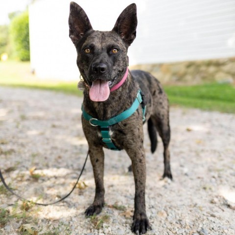 Ciara, an adoptable German Shepherd Dog, Mixed Breed in Raleigh, NC, 27604 | Photo Image 6