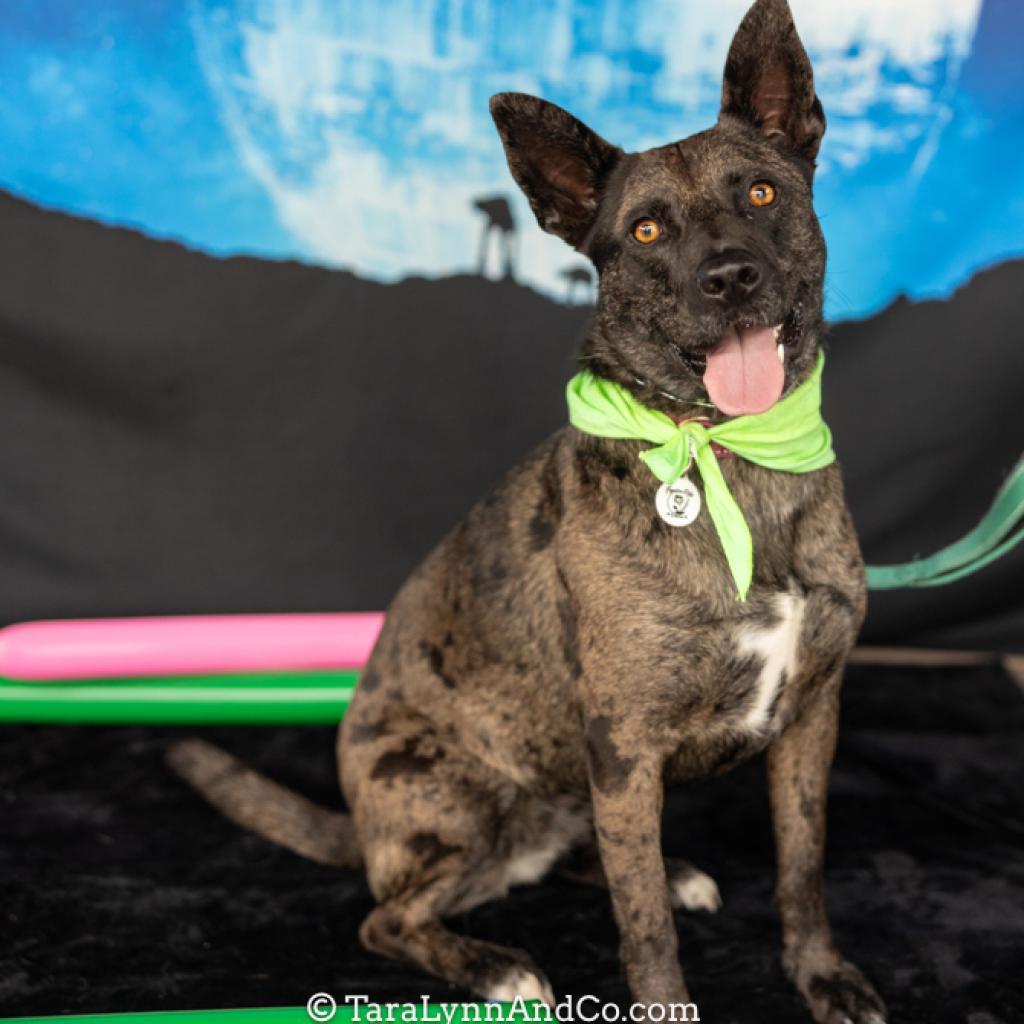 Ciara, an adoptable German Shepherd Dog, Mixed Breed in Raleigh, NC, 27604 | Photo Image 6