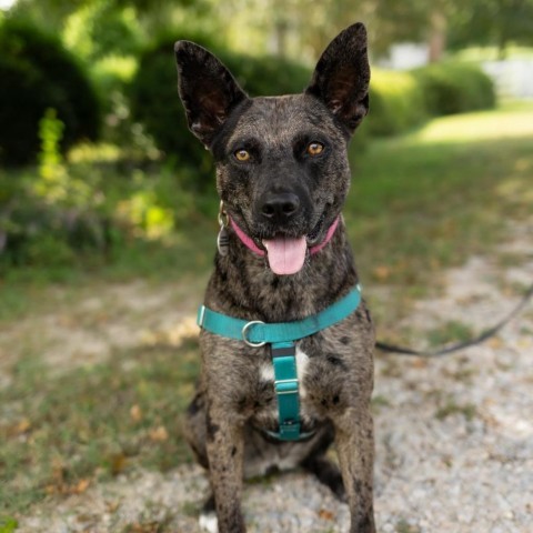 Ciara, an adoptable German Shepherd Dog, Mixed Breed in Raleigh, NC, 27604 | Photo Image 6