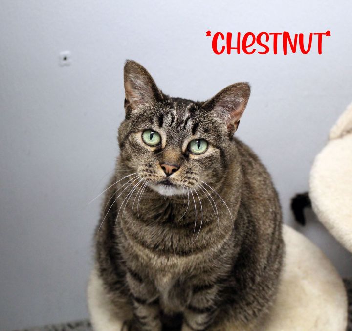 Chestnut 1