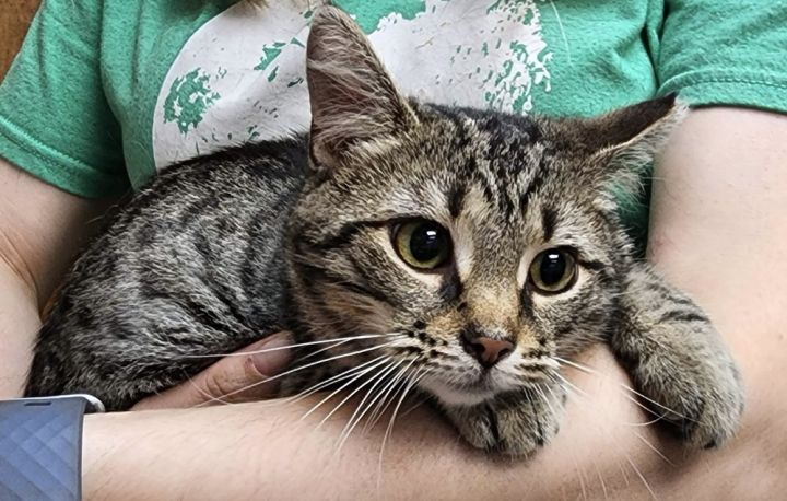 Becha, an adoptable Domestic Short Hair in Lorain, OH_image-3
