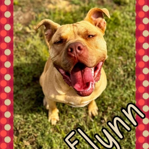 Flynn, an adoptable Pit Bull Terrier in Hackett, AR, 72937 | Photo Image 1