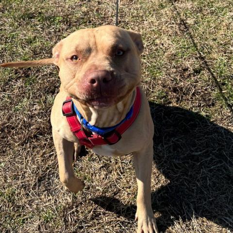 Flynn, an adoptable Pit Bull Terrier in Hackett, AR, 72937 | Photo Image 4