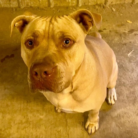 Flynn, an adoptable Pit Bull Terrier in Hackett, AR, 72937 | Photo Image 6