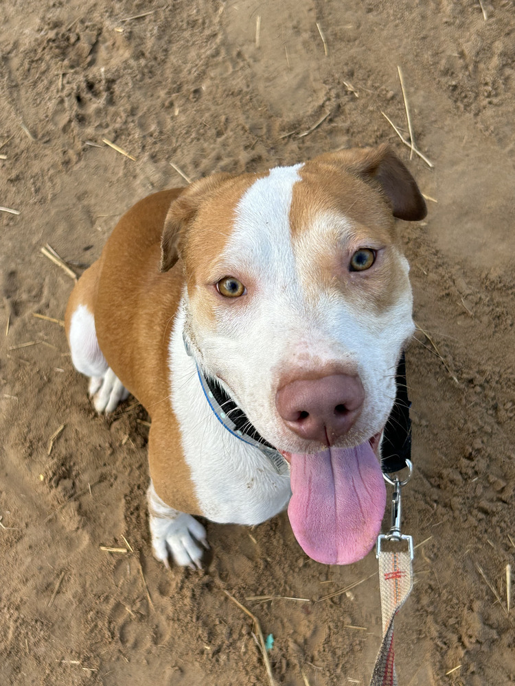 Oliver, an adoptable Hound, Labrador Retriever in Denver, CO, 80220 | Photo Image 1