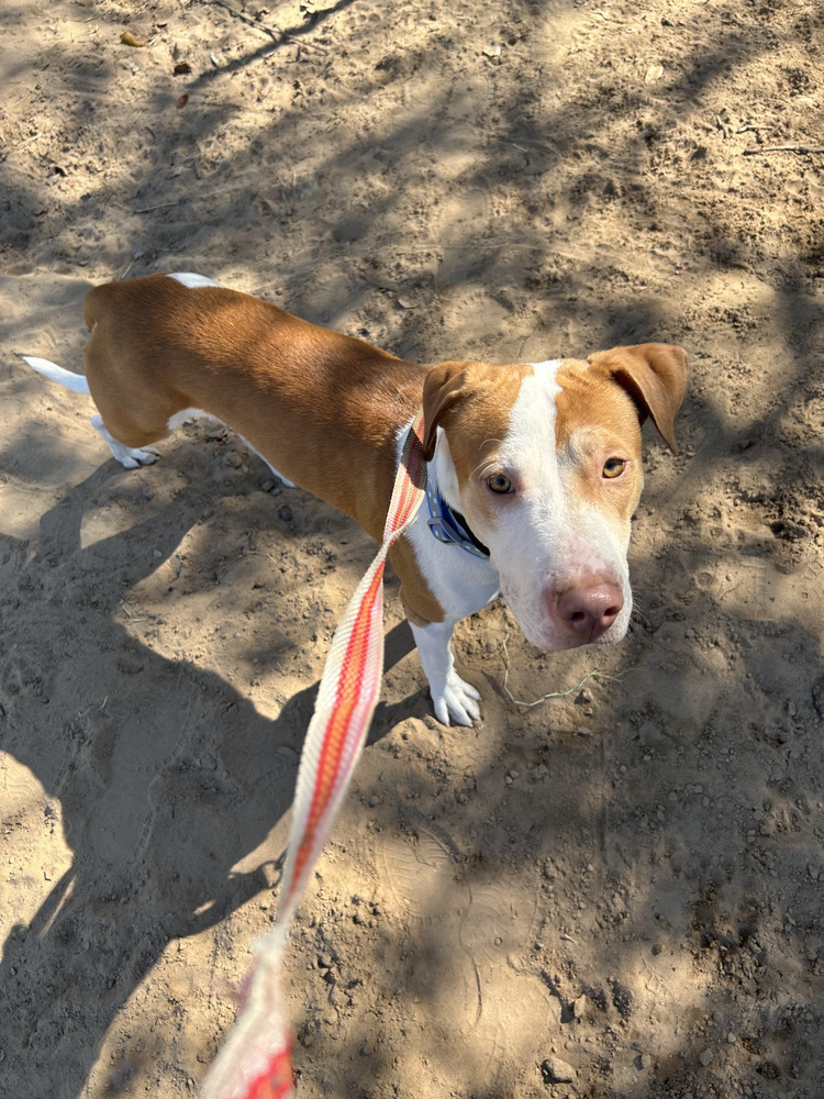 Oliver, an adoptable Hound, Labrador Retriever in Denver, CO, 80220 | Photo Image 3