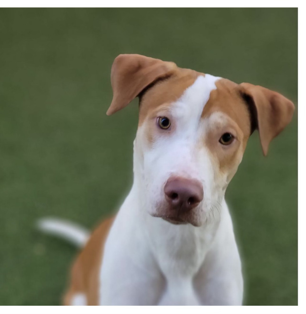 Oliver, an adoptable Hound, Labrador Retriever in Denver, CO, 80220 | Photo Image 4