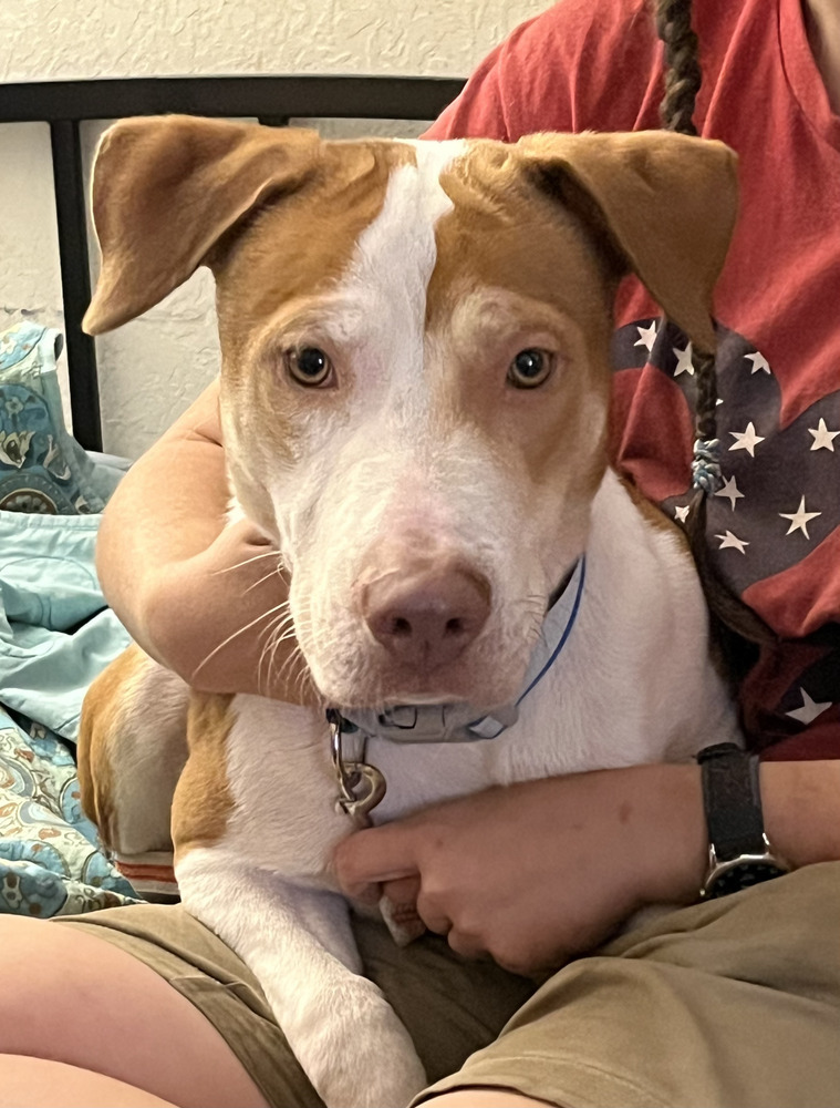 Oliver, an adoptable Hound, Labrador Retriever in Denver, CO, 80220 | Photo Image 5