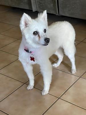 Nanook, an adoptable American Eskimo Dog Mix in Tucson, AZ_image-1