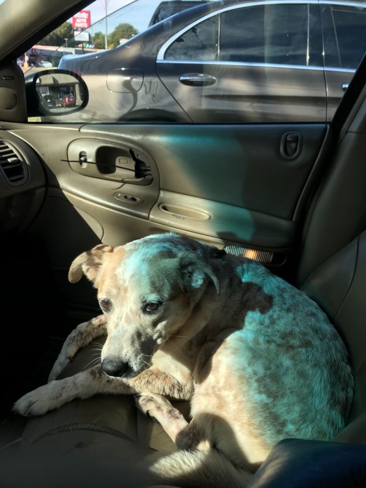 Doggie Lucy 4