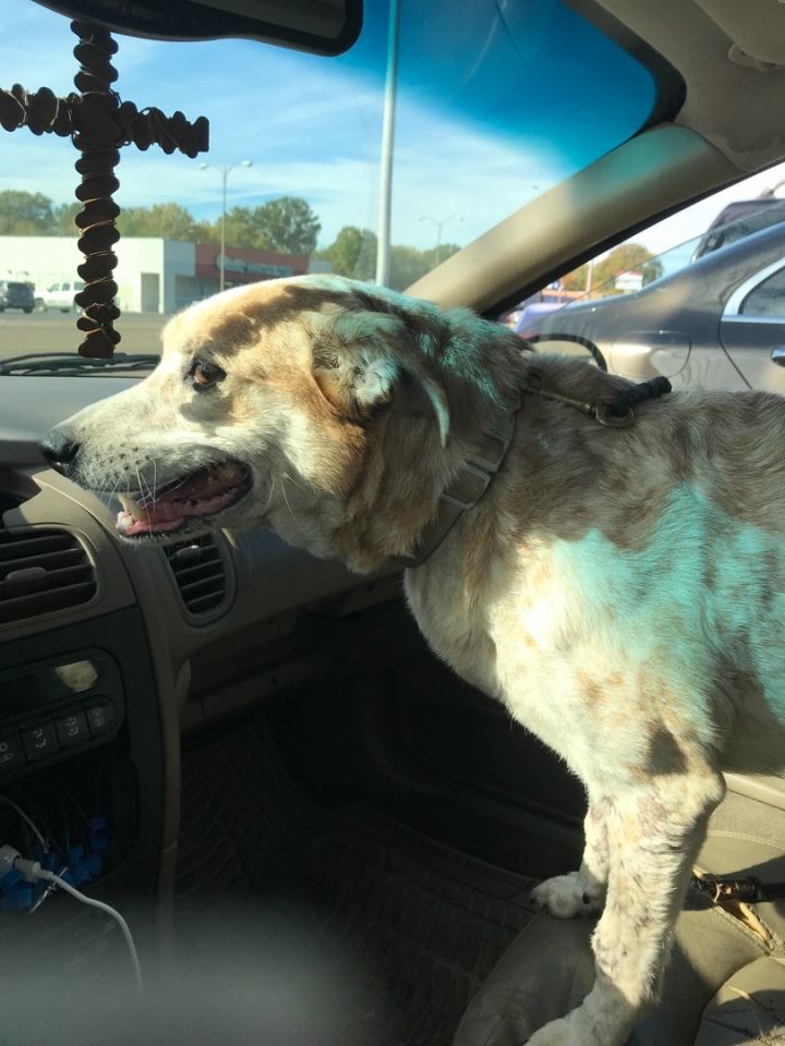 Doggie Lucy 6