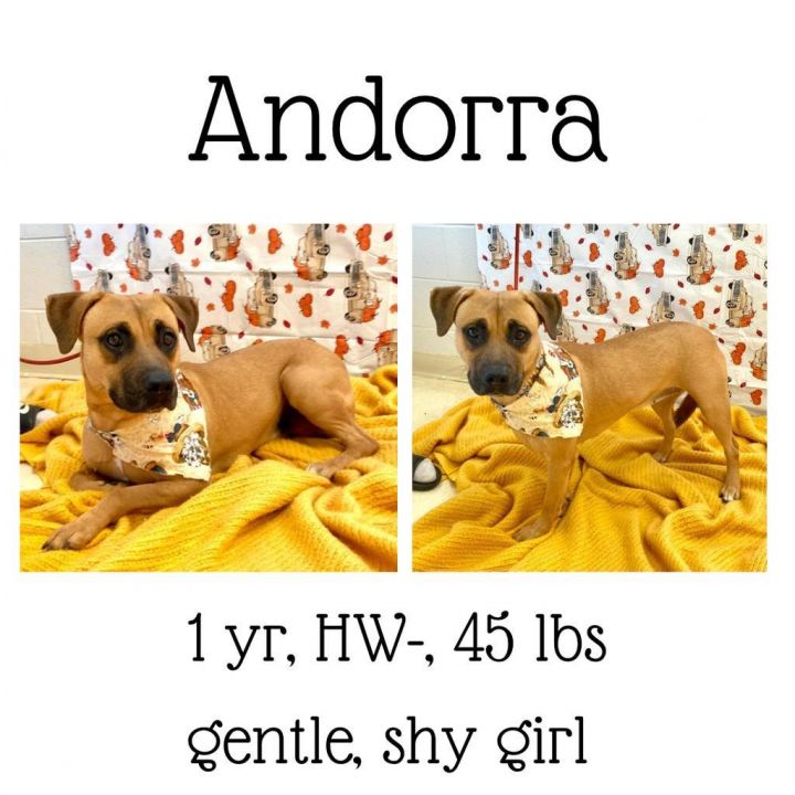 Andorra, an adoptable Mixed Breed in Albany, GA_image-6