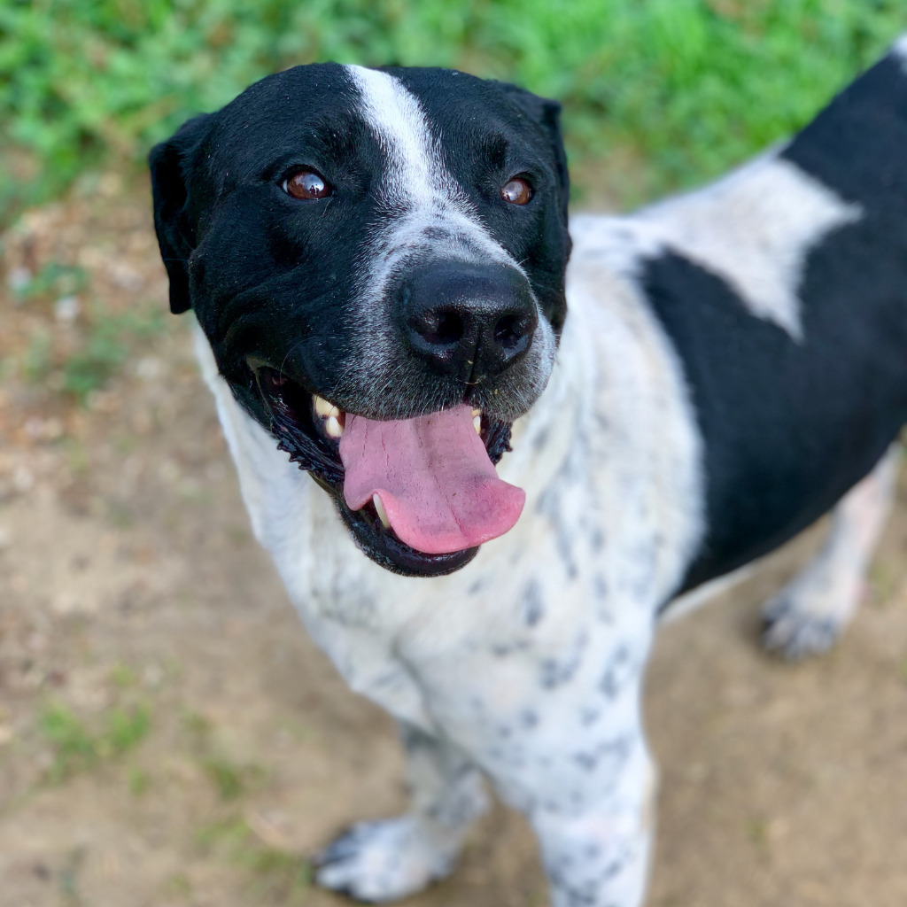 Cruz, an adoptable Pointer, Australian Cattle Dog / Blue Heeler in Quinlan, TX, 75474 | Photo Image 1