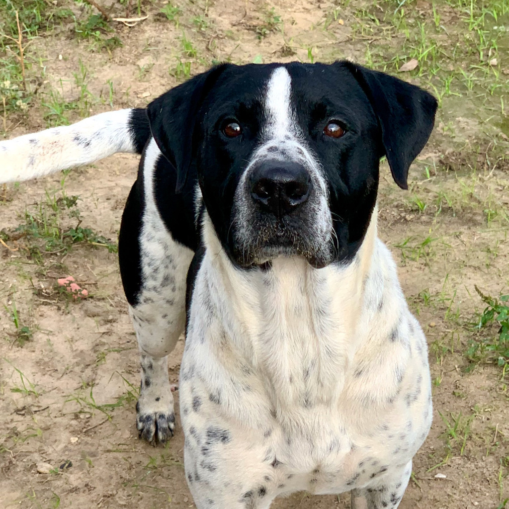 Cruz, an adoptable Pointer, Australian Cattle Dog / Blue Heeler in Quinlan, TX, 75474 | Photo Image 2