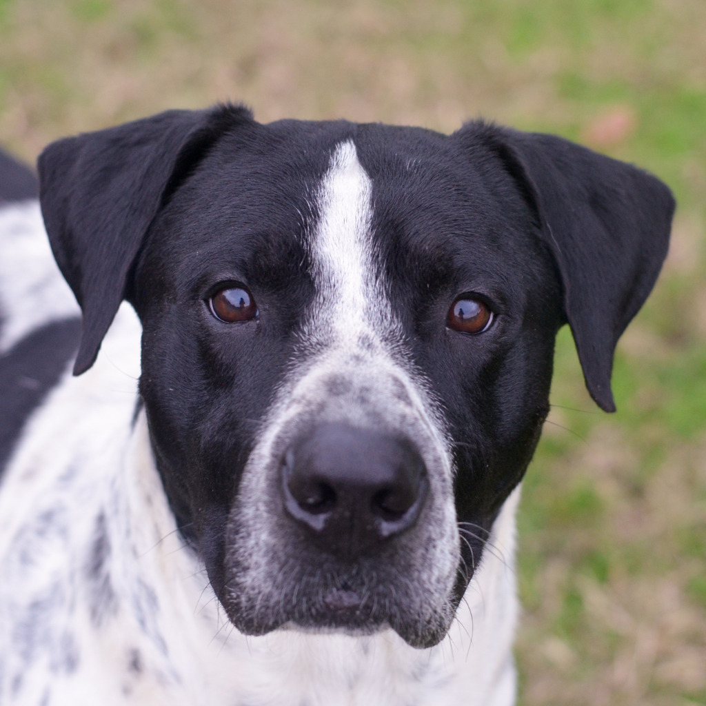Cruz, an adoptable Pointer, Australian Cattle Dog / Blue Heeler in Quinlan, TX, 75474 | Photo Image 3