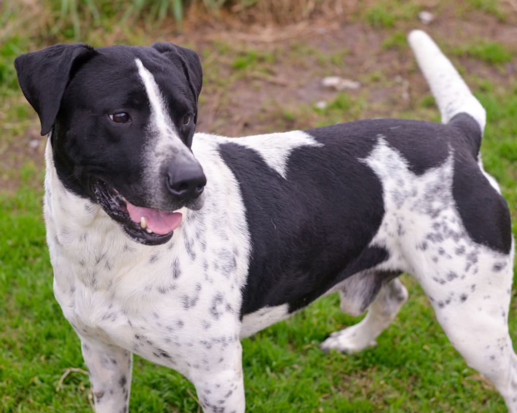 Cruz, an adoptable Pointer, Australian Cattle Dog / Blue Heeler in Quinlan, TX, 75474 | Photo Image 4
