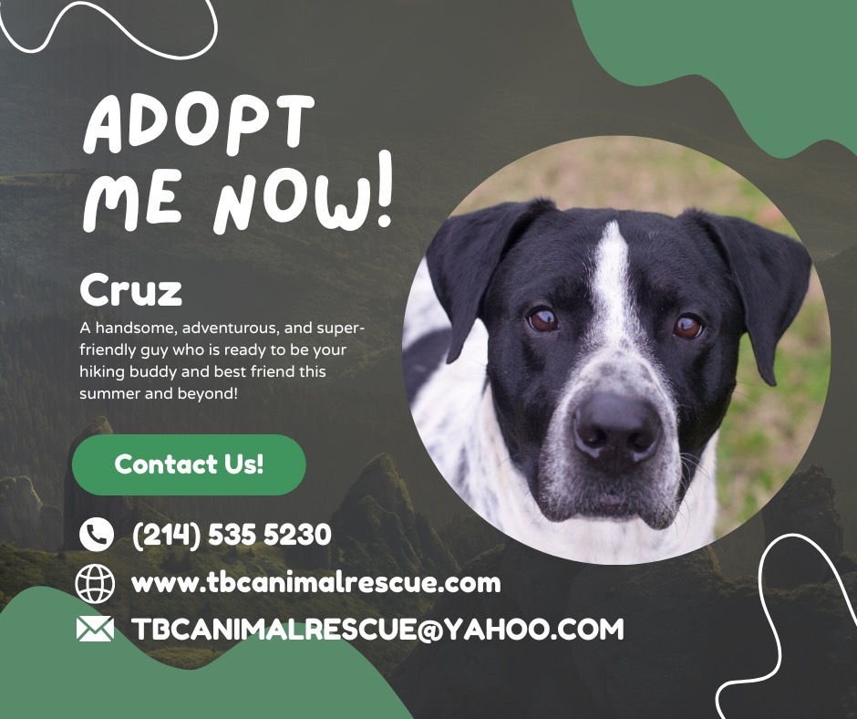 Cruz, an adoptable Pointer, Australian Cattle Dog / Blue Heeler in Quinlan, TX, 75474 | Photo Image 5
