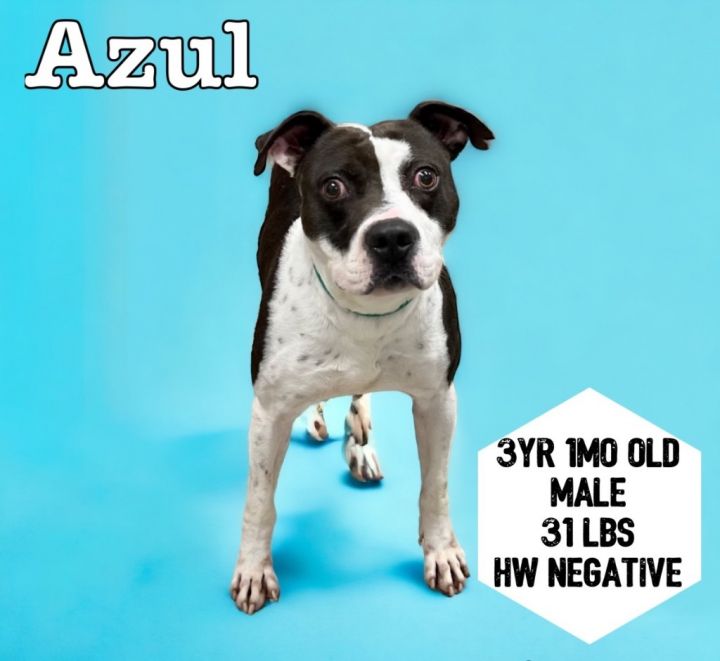 Azul, an adoptable Pit Bull Terrier in Sorrento, LA_image-1