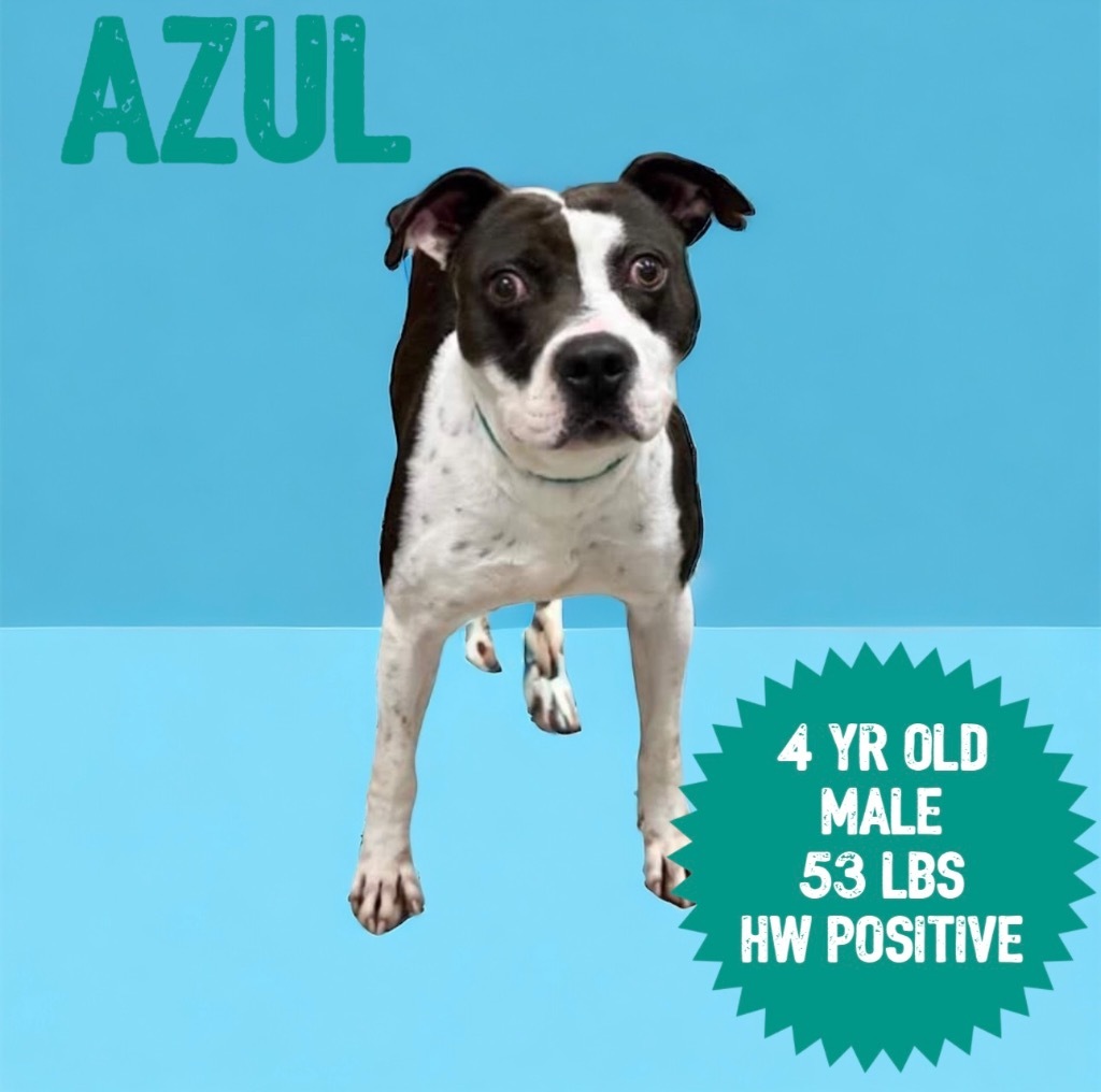 Azul, an adoptable Pit Bull Terrier in Sorrento, LA, 70778 | Photo Image 1