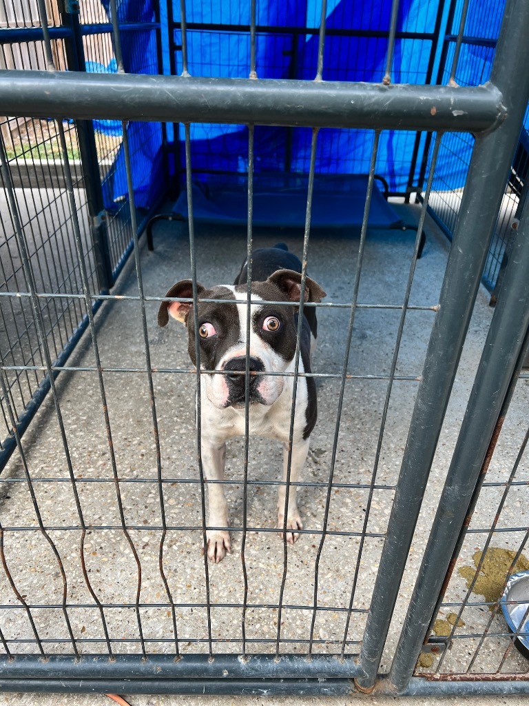 Azul, an adoptable Pit Bull Terrier in Sorrento, LA, 70778 | Photo Image 2