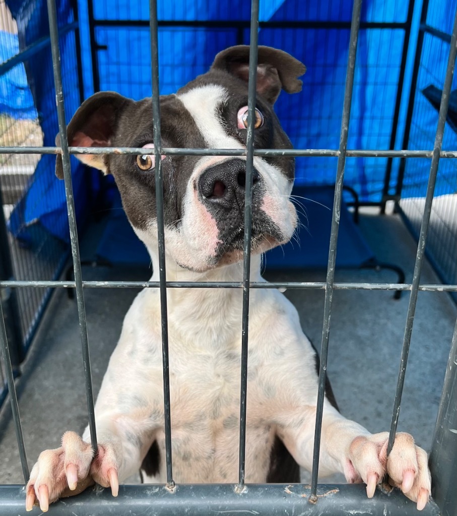 Azul, an adoptable Pit Bull Terrier in Sorrento, LA, 70778 | Photo Image 3