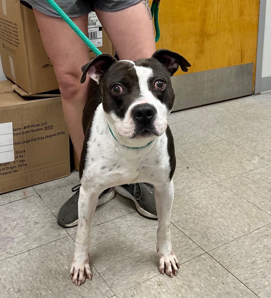 Azul, an adoptable Pit Bull Terrier in Sorrento, LA, 70778 | Photo Image 4