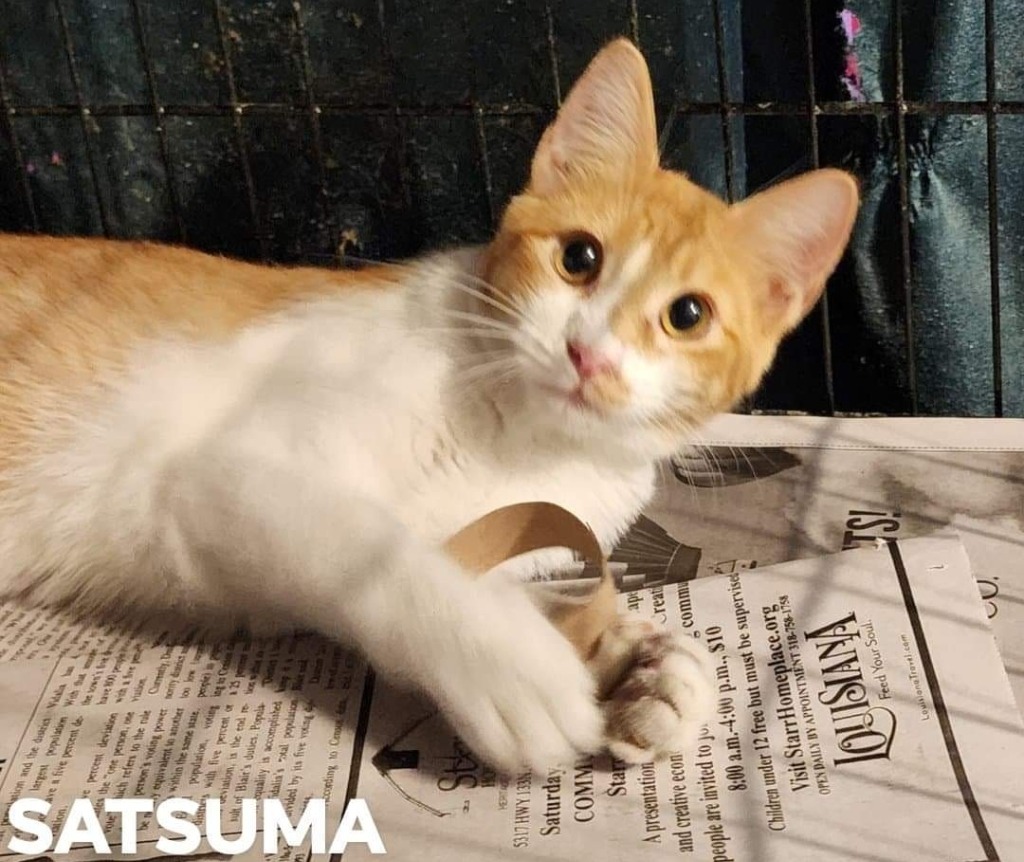 Satsuma, an adoptable Domestic Short Hair in El Dorado, AR, 71730 | Photo Image 1