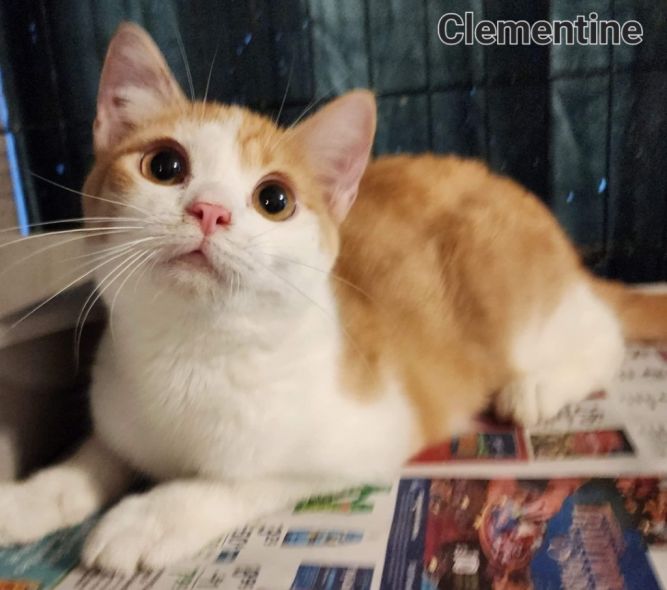 Clementine
