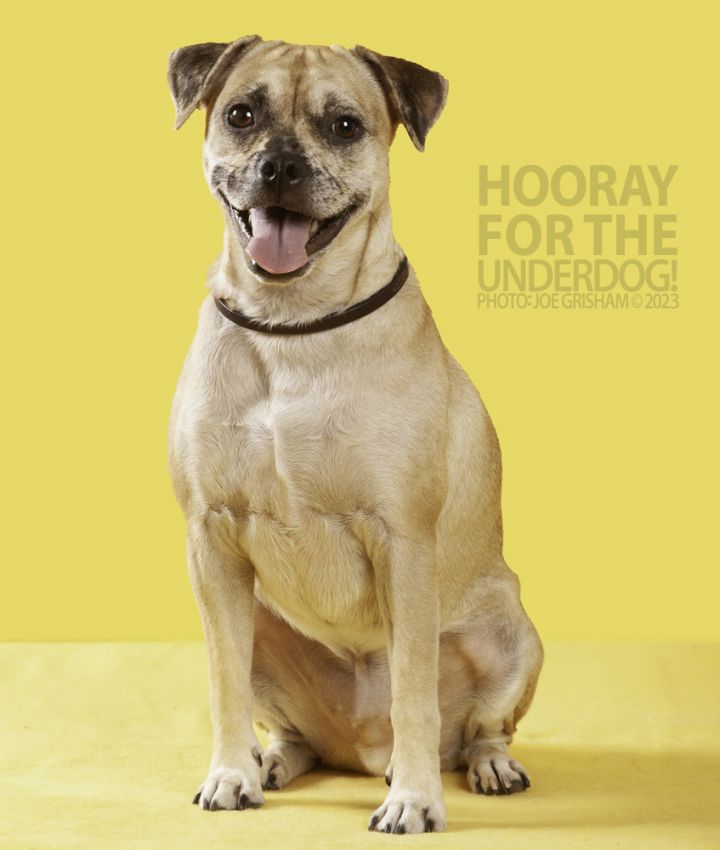 Pugsley Addams, an adoptable Pug & Terrier Mix in Richardson, TX_image-3