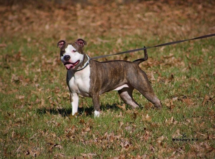 Brooklyn, an adoptable American Staffordshire Terrier in Lyndhurst, OH_image-4