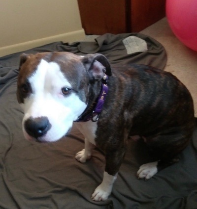 Brooklyn, an adoptable American Staffordshire Terrier in Lyndhurst, OH_image-1