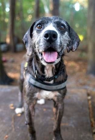 Lucky, an adoptable Hound in Savannah, GA_image-2