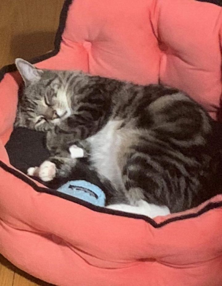 Mama Cat (f) 1