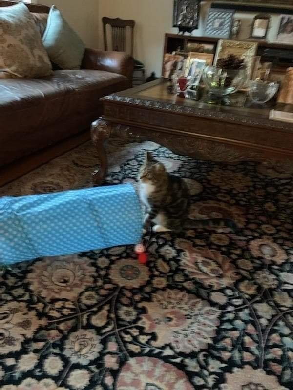 Mama Cat (f) 3