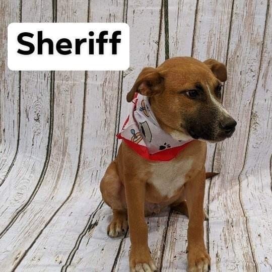 Sheriff  4