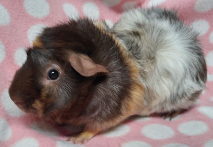 Sashay, an adoptable Guinea Pig & Abyssinian Mix in Downers Grove, IL_image-1