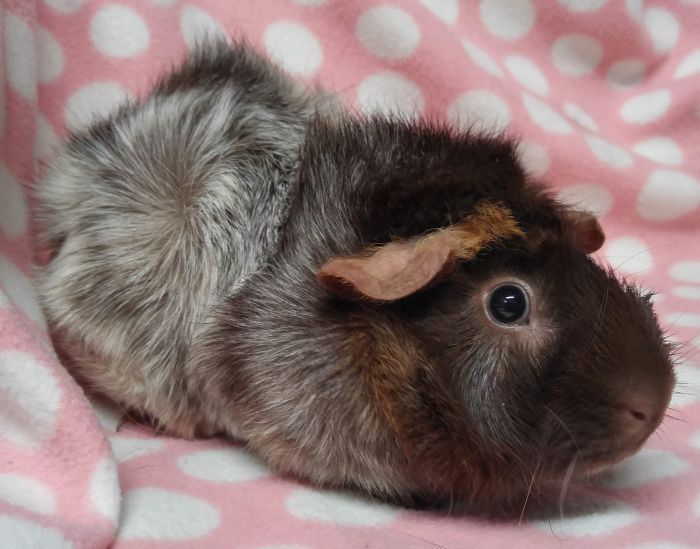 Sashay, an adoptable Guinea Pig & Abyssinian Mix in Downers Grove, IL_image-3