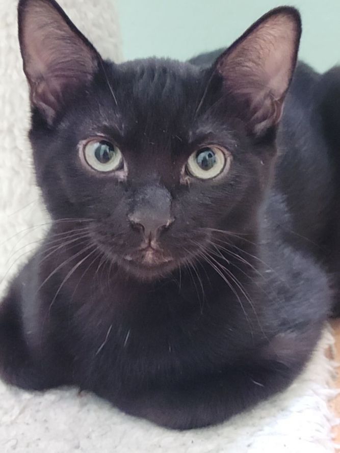 Panther