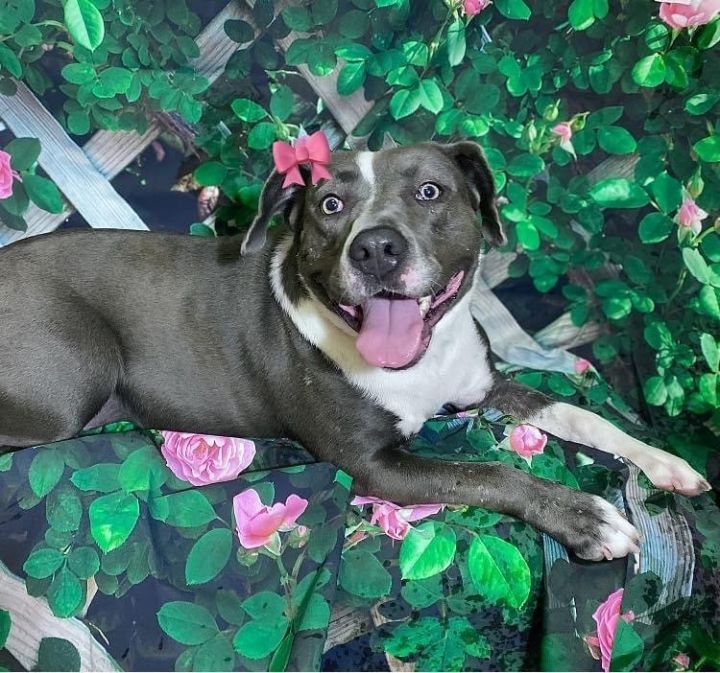Jean. G, an adoptable American Bully & Blue Lacy Mix in Short Hills, NJ_image-1