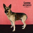 LEENA's profile on Petfinder.com