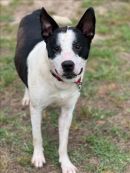 TORRO's profile on Petfinder.com
