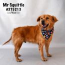 MR. SQUITTLE's profile on Petfinder.com