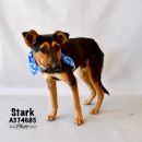 STARK's profile on Petfinder.com