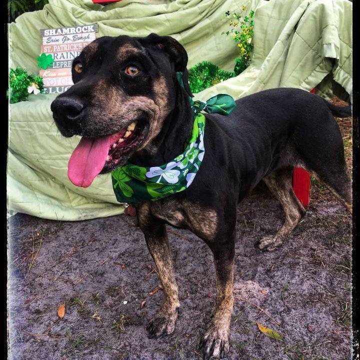 Emmy Lou, an adoptable Catahoula Leopard Dog Mix in Sebring, FL_image-3