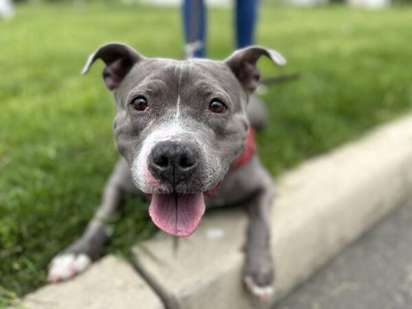 Kenzie, an adoptable Pit Bull Terrier Mix in Newark, NJ_image-1