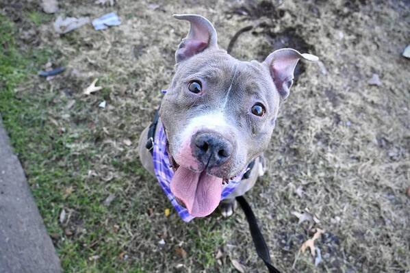 Kenzie, an adoptable Pit Bull Terrier Mix in Newark, NJ_image-6
