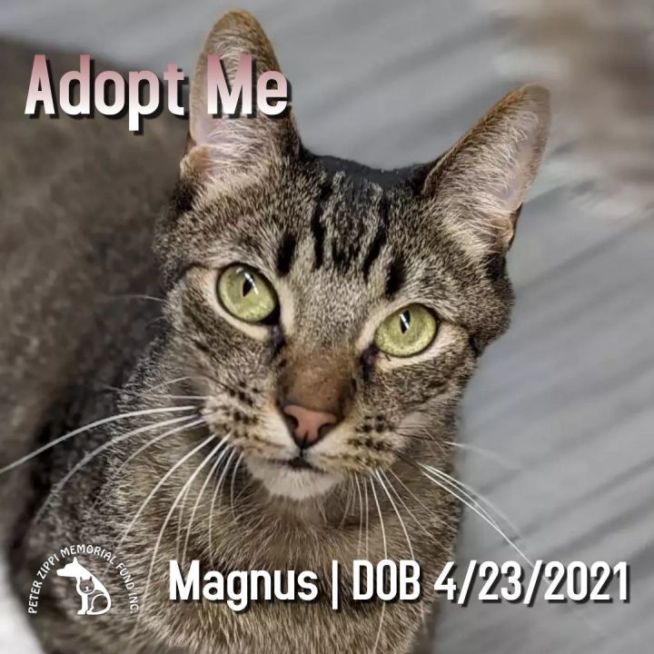 Magnus, an adoptable Domestic Short Hair & American Shorthair Mix in Hermosa Beach, CA_image-1