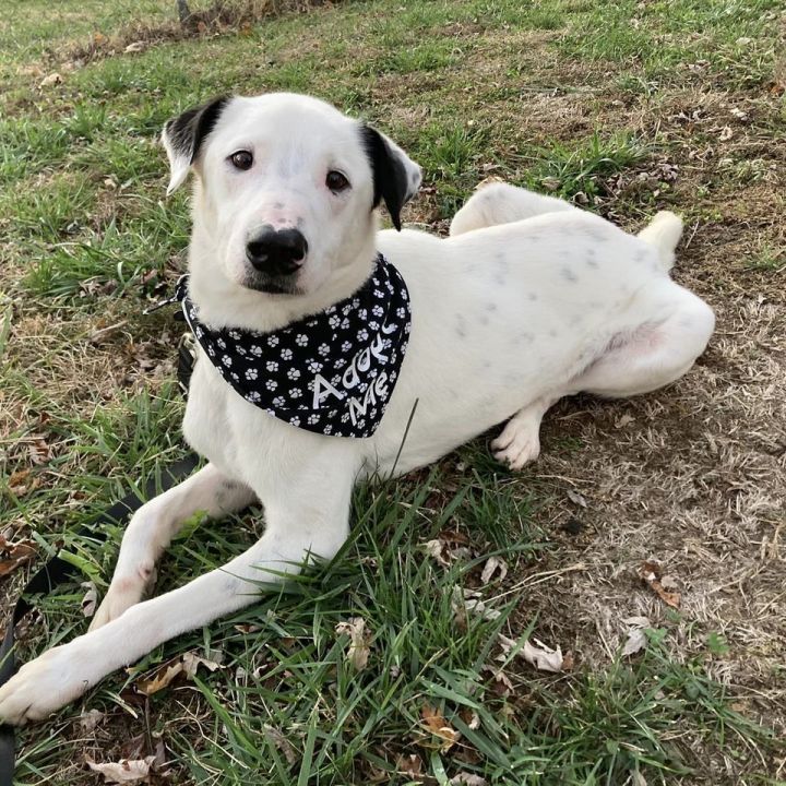 Braxton, an adoptable Labrador Retriever Mix in Springfield, MO_image-2
