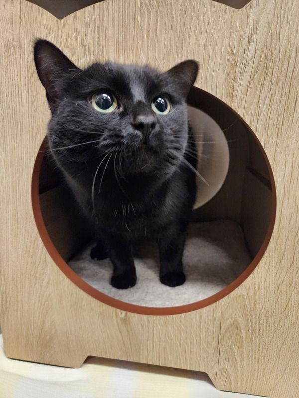 Ebony, an adoptable Domestic Short Hair in Bowmanville, ON_image-1